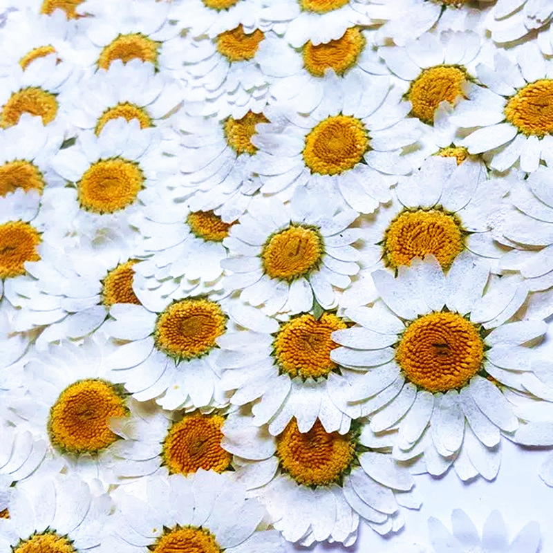 100Pcs Natural White Crystal C - Gardening Tools Diy 评论和价格