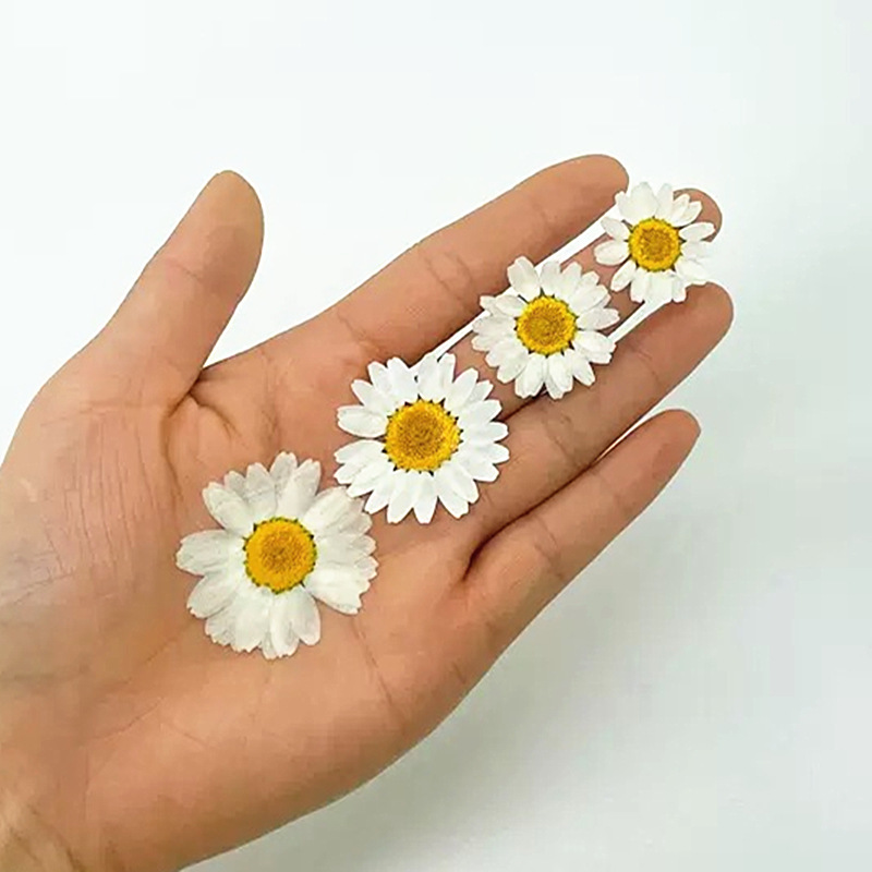 100Pcs Natural White Crystal C - Gardening Tools Diy 评论和价格