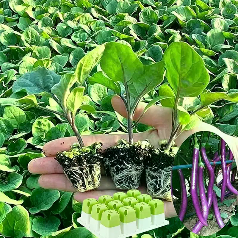 Seed Starter Tray With Humidit - Propagation Tray Dome 评论和价格